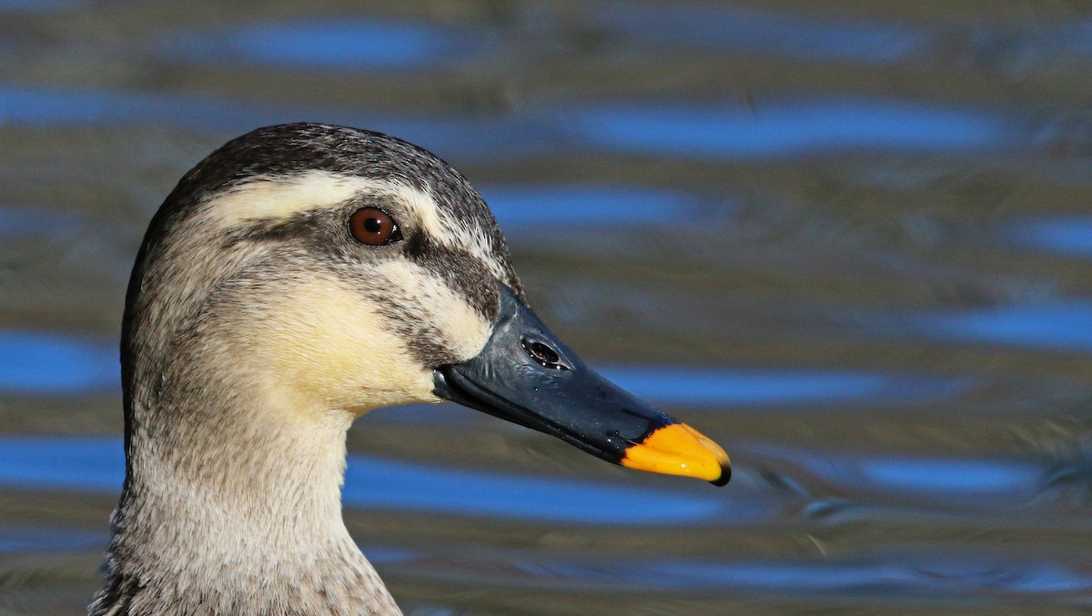 Eastern Spot-billed Duck - Ian Davies