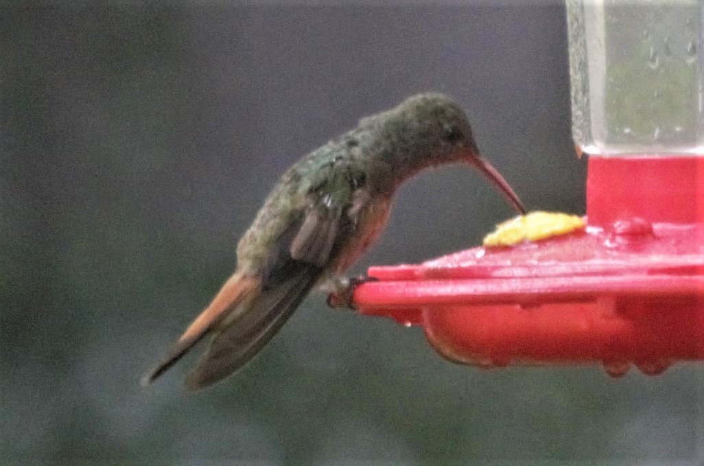 Buff-bellied Hummingbird - ML268549631