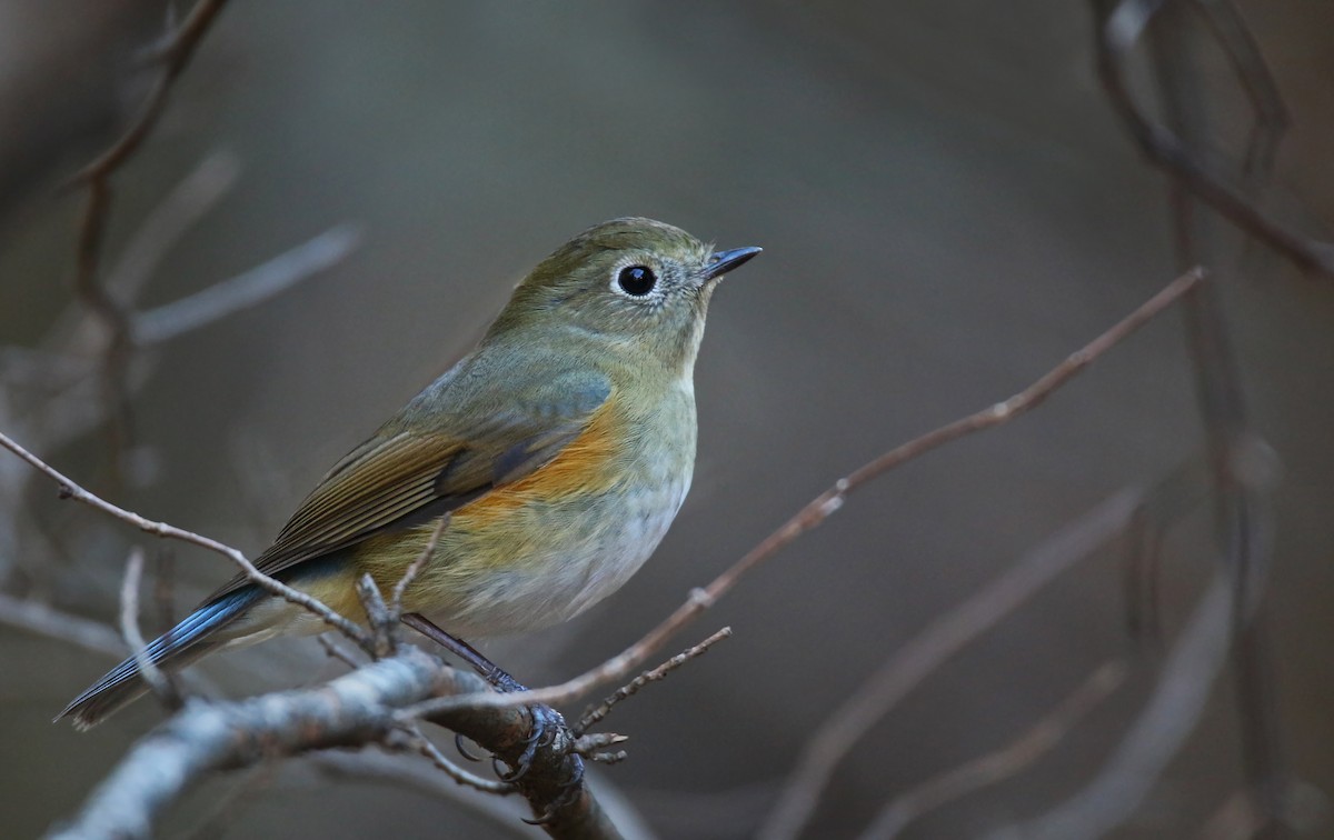 Red-flanked Bluetail - ML26855161
