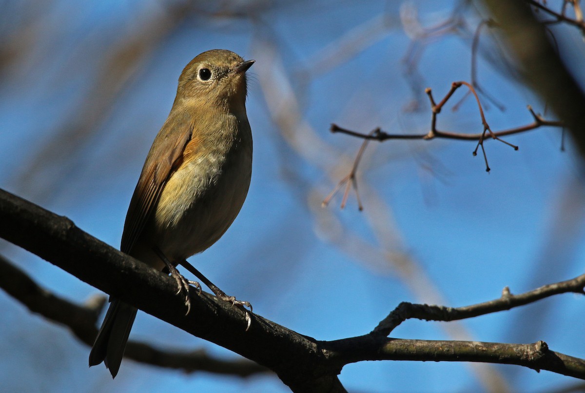 Red-flanked Bluetail - ML26855181
