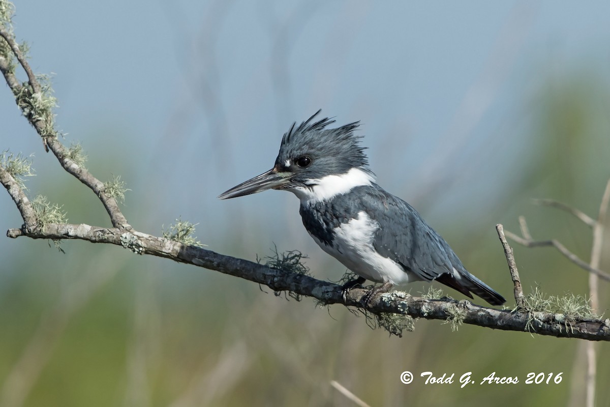 Belted Kingfisher - Todd Arcos