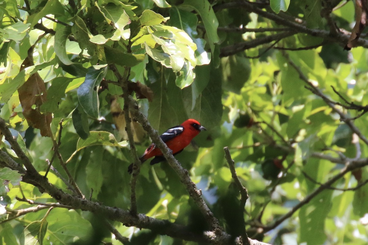 White-winged Tanager - ML26855611
