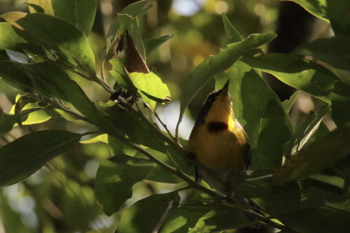 Crescent-chested Warbler - ML26855641