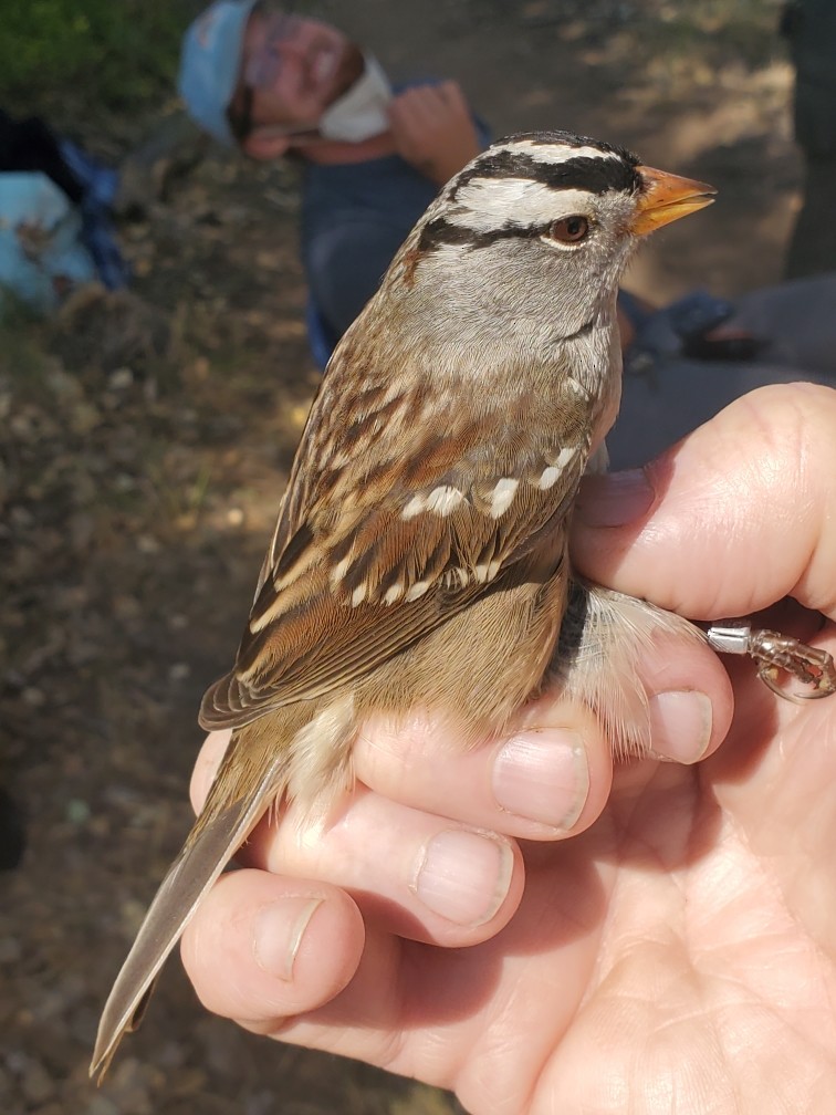 White-crowned Sparrow (Gambel's) - ML268557271