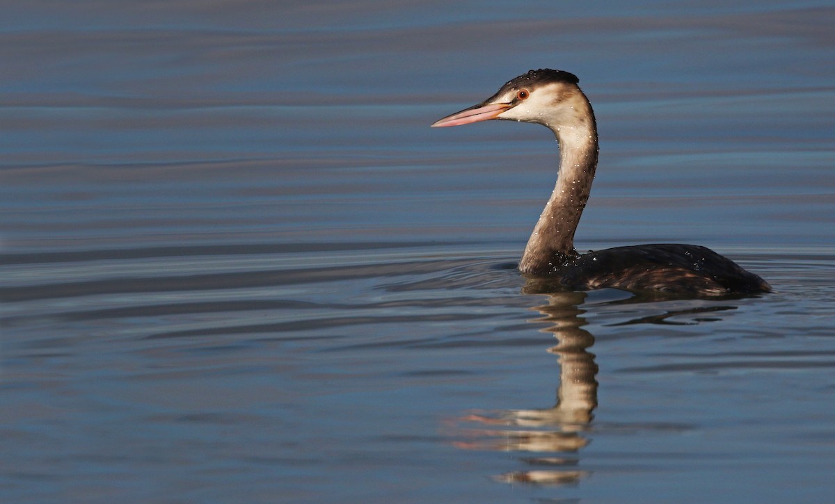 Great Crested Grebe - ML26855801