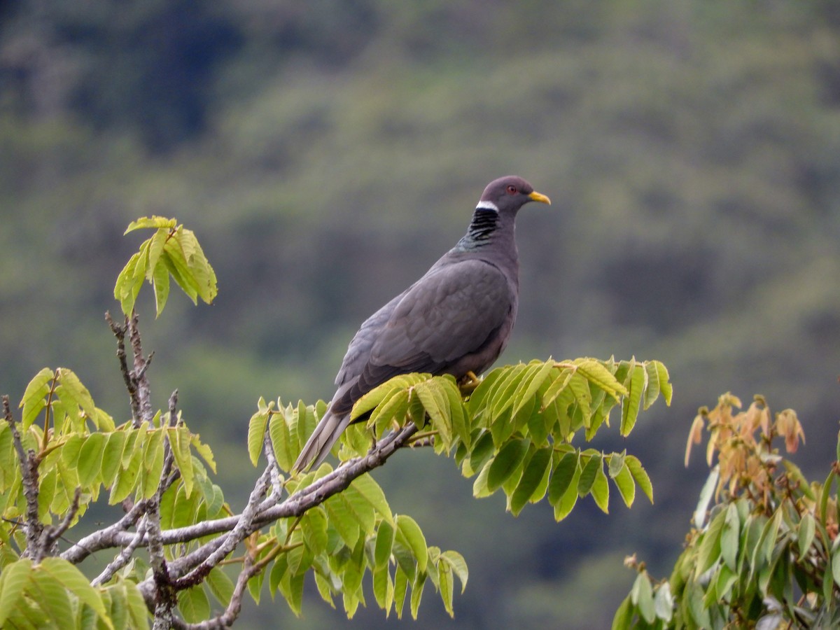 Band-tailed Pigeon - ML268562411