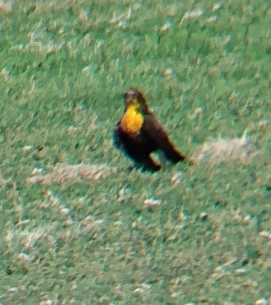 Yellow-headed Blackbird - ML268563091