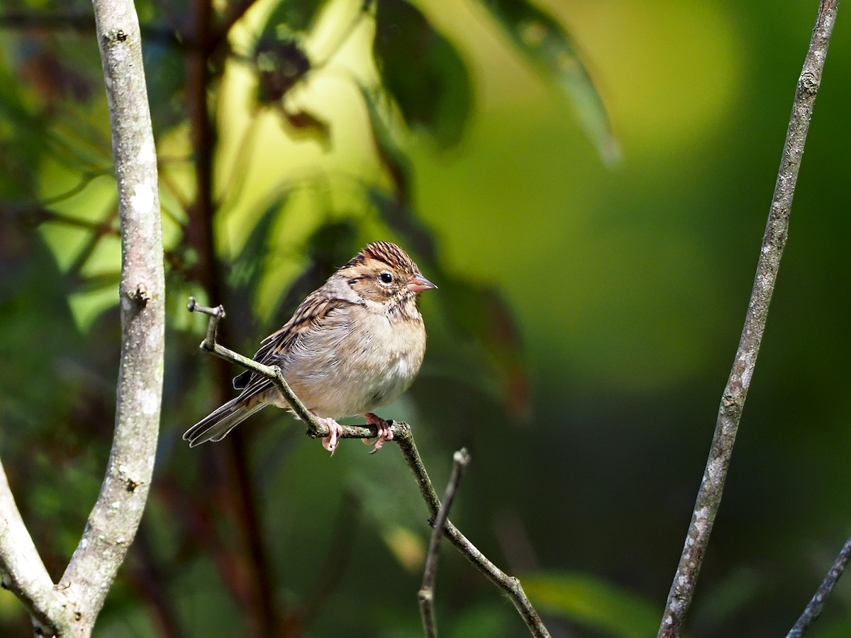 Chipping Sparrow - ML268572271