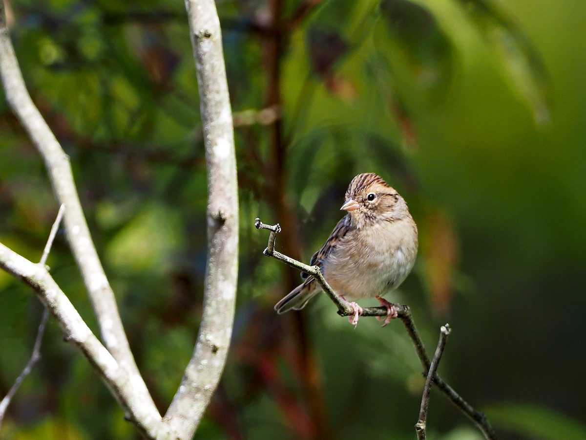 Chipping Sparrow - ML268572321