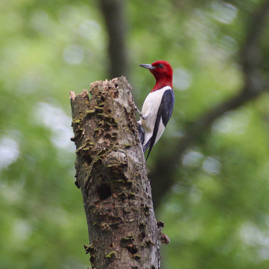 Red-headed Woodpecker - Dan Vickers