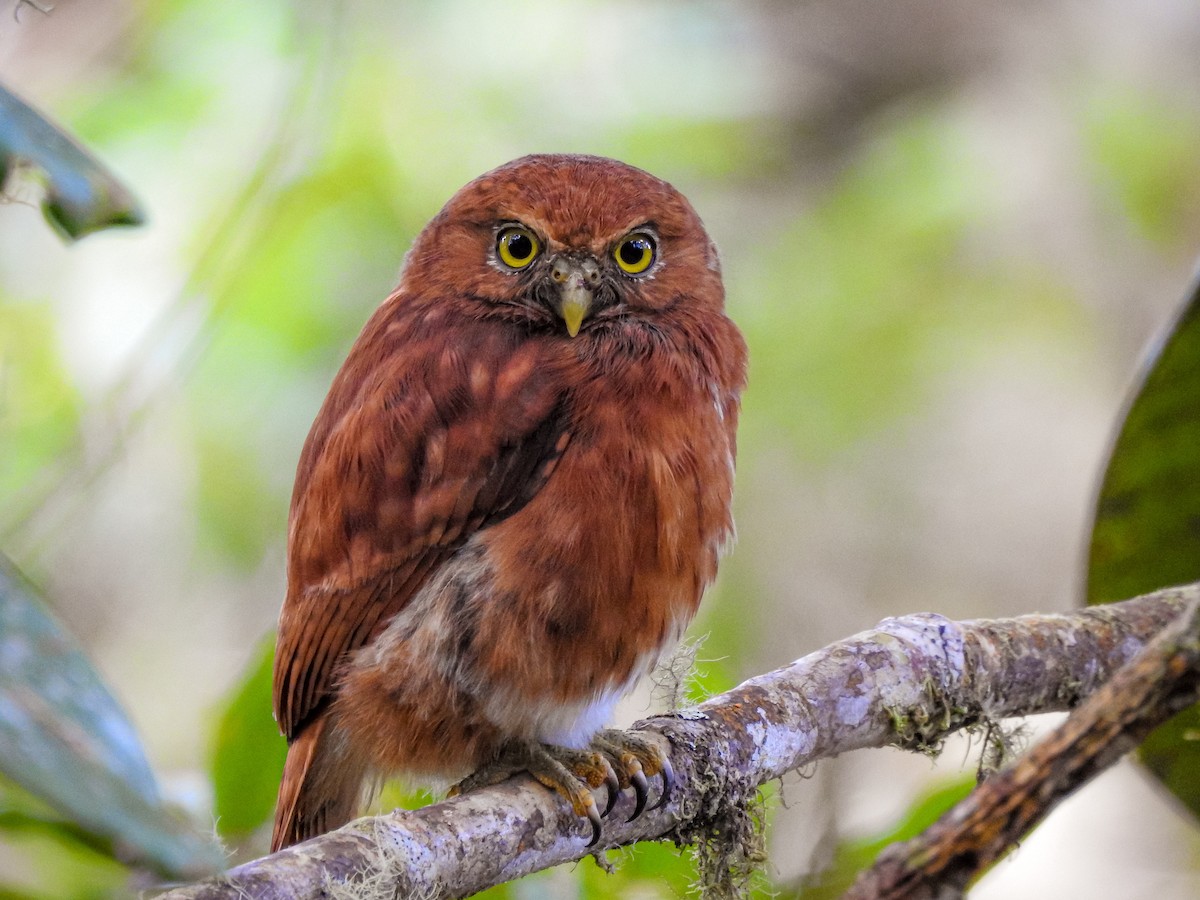 Costa Rican Pygmy-Owl - ML268576721