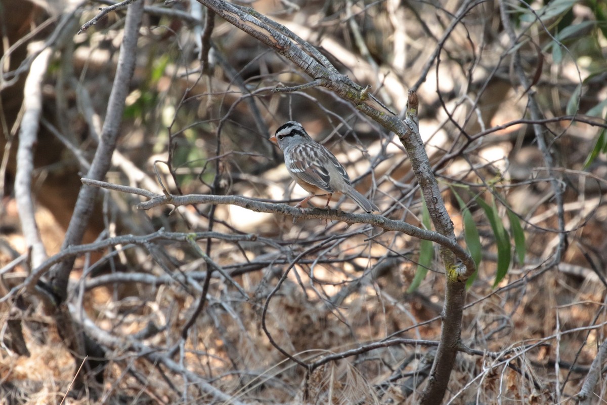 White-crowned Sparrow - ML268577611