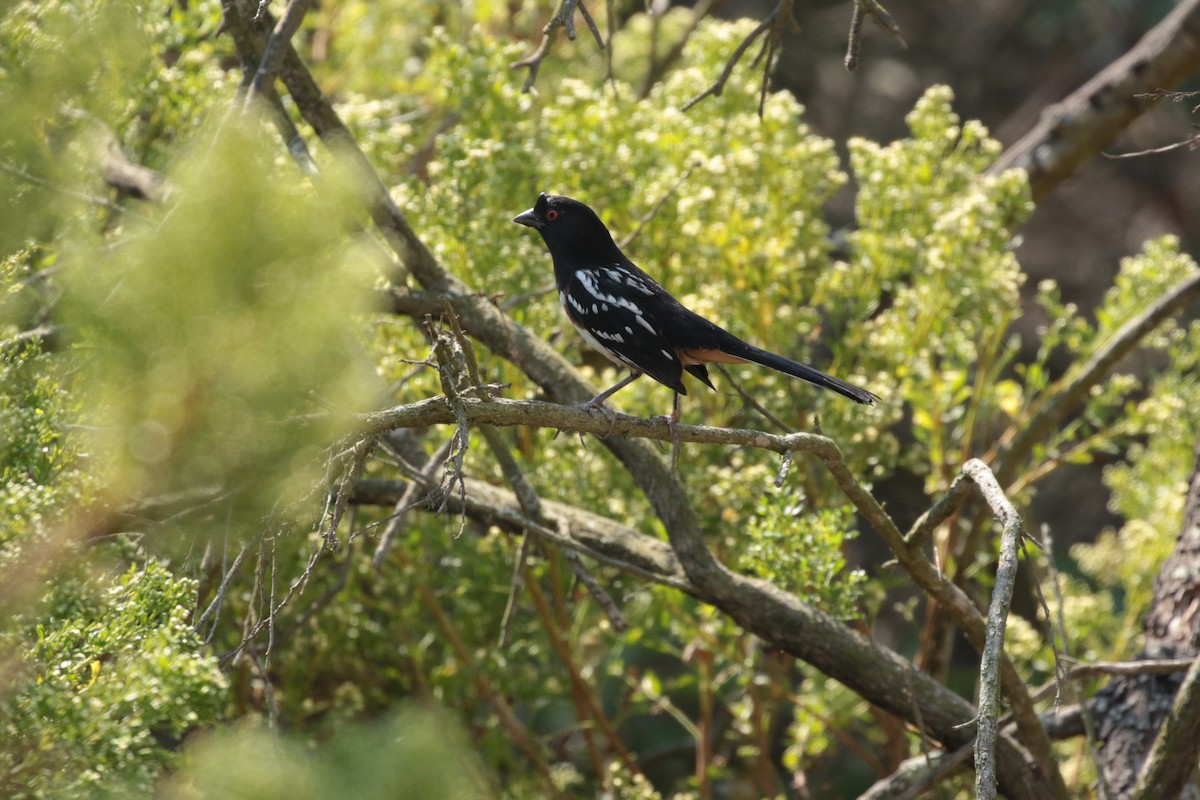 Spotted Towhee - ML268577741