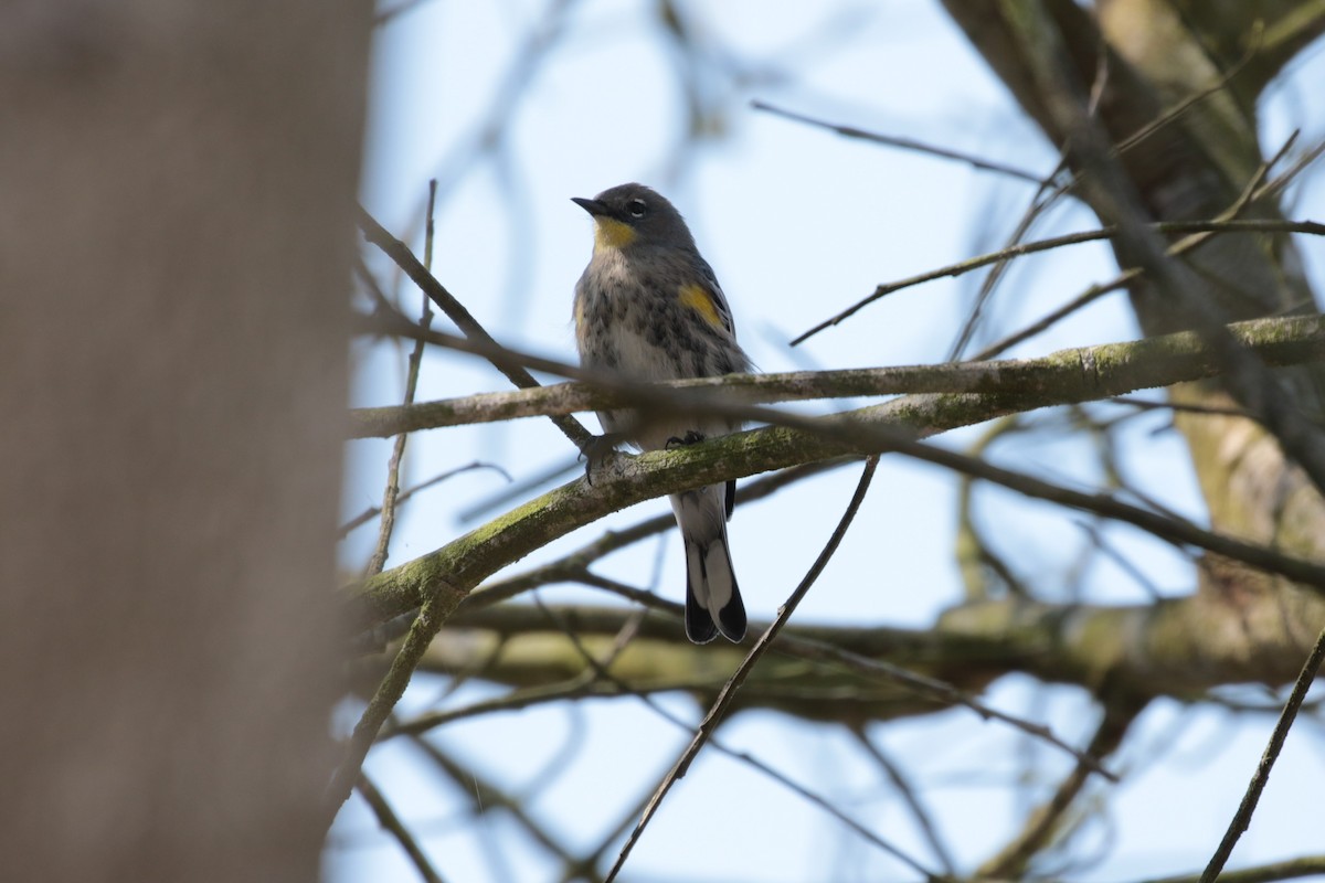 Yellow-rumped Warbler (Audubon's) - ML268577801