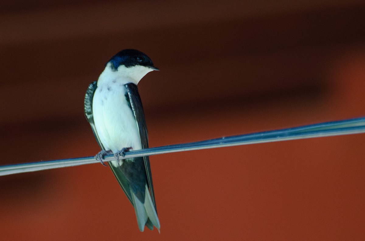 Blue-and-white Swallow - ML268578371