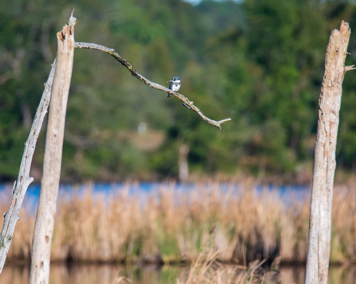 Belted Kingfisher - ML268582411