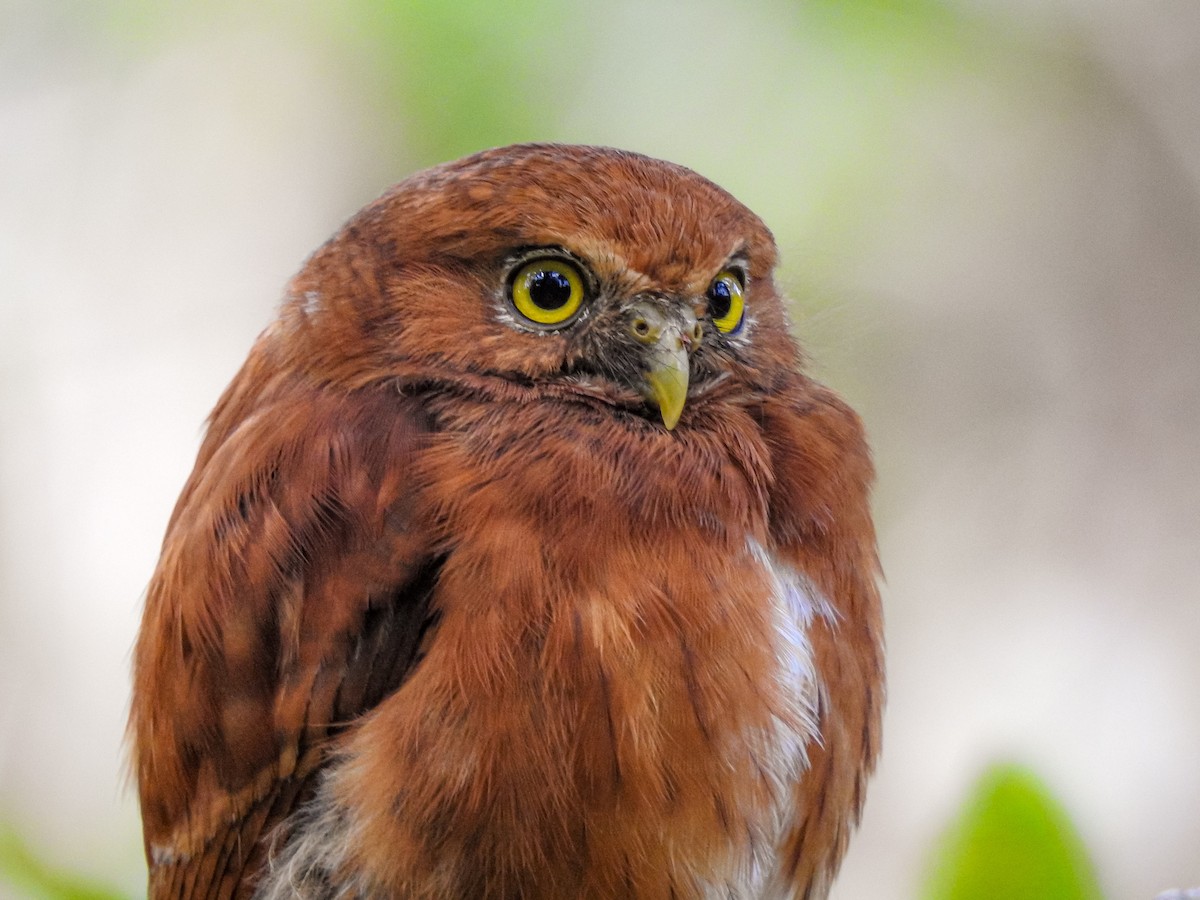 Costa Rican Pygmy-Owl - ML268583011