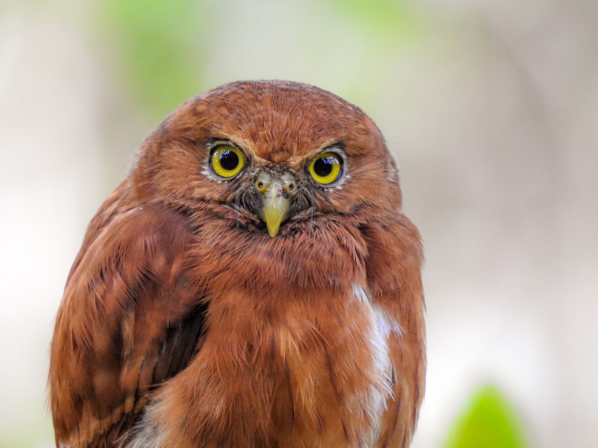 Costa Rican Pygmy-Owl - ML268583101