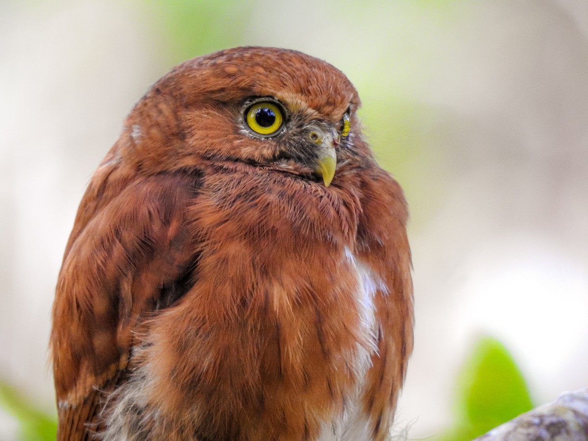 Costa Rican Pygmy-Owl - ML268583121
