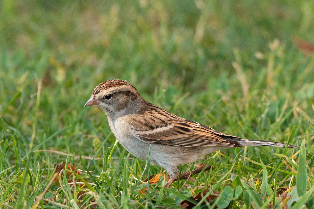 Chipping Sparrow - Barbara Swanson
