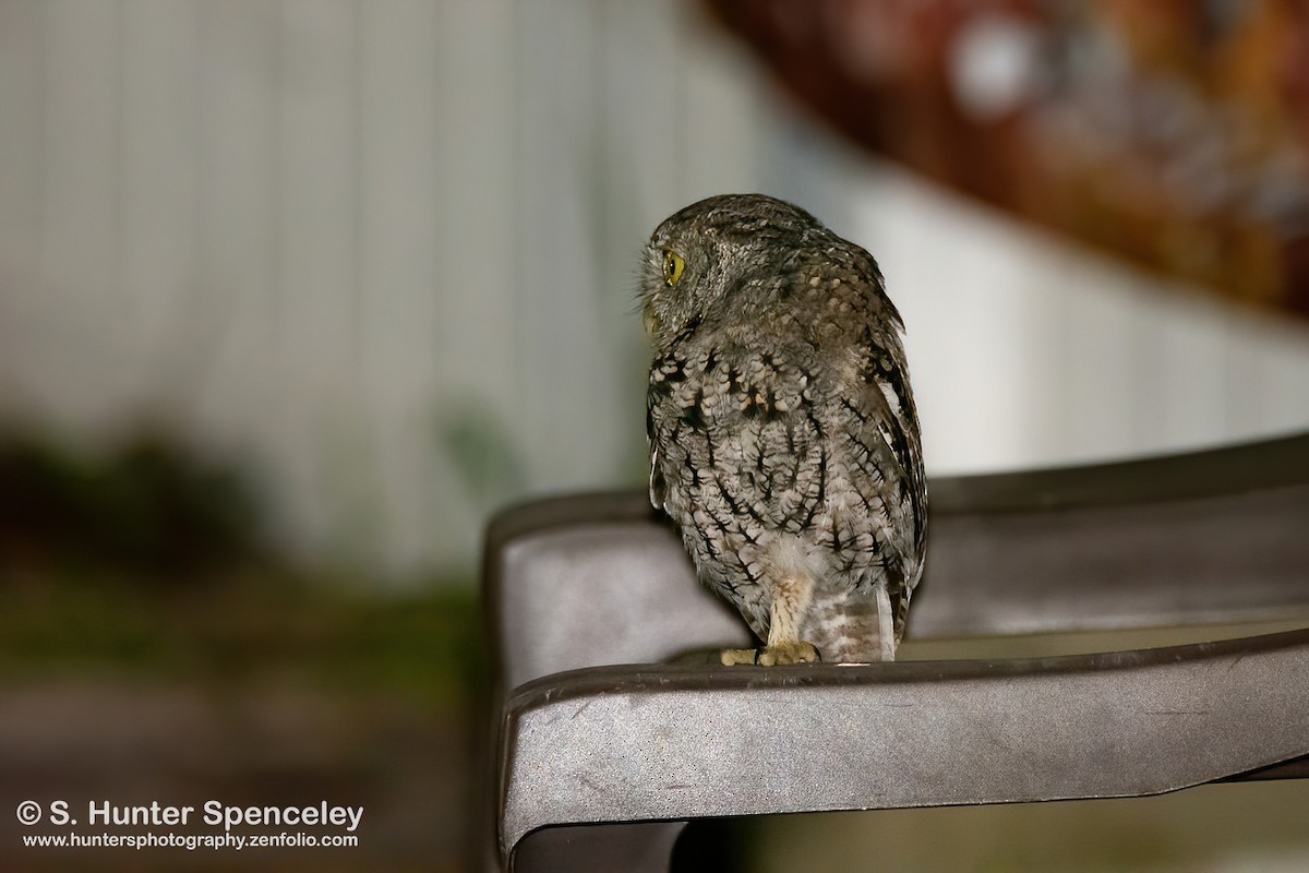 Eastern Screech-Owl - S. Hunter Spenceley