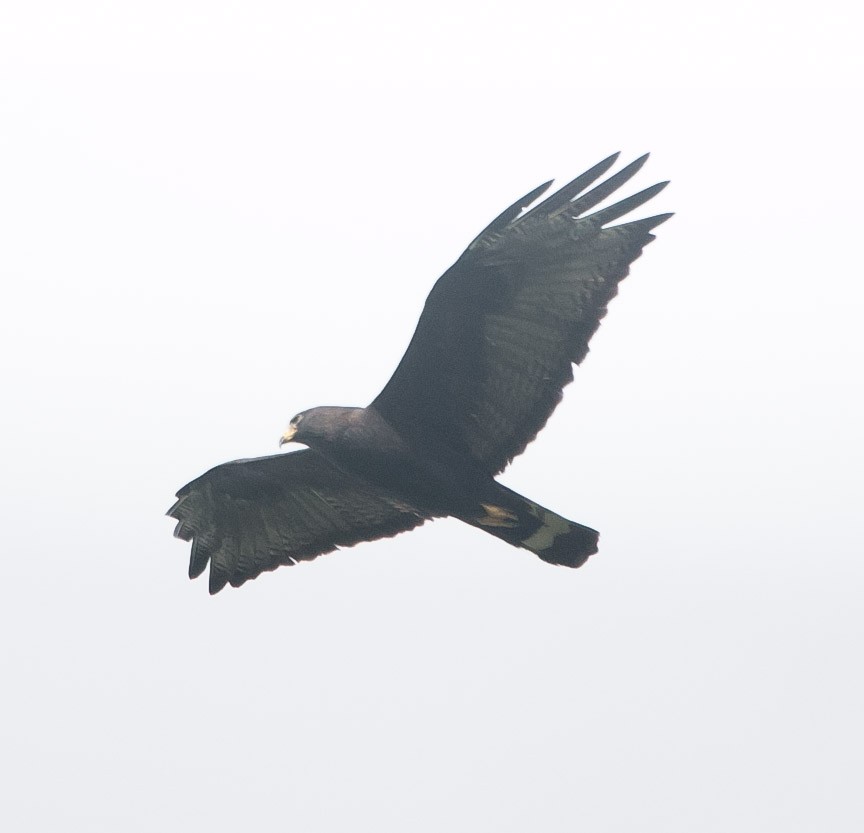 Zone-tailed Hawk - ML268595331