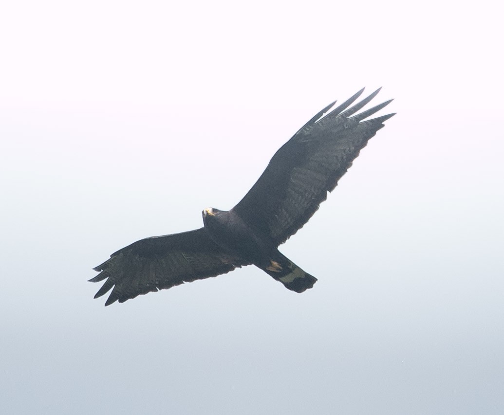 Zone-tailed Hawk - ML268595431
