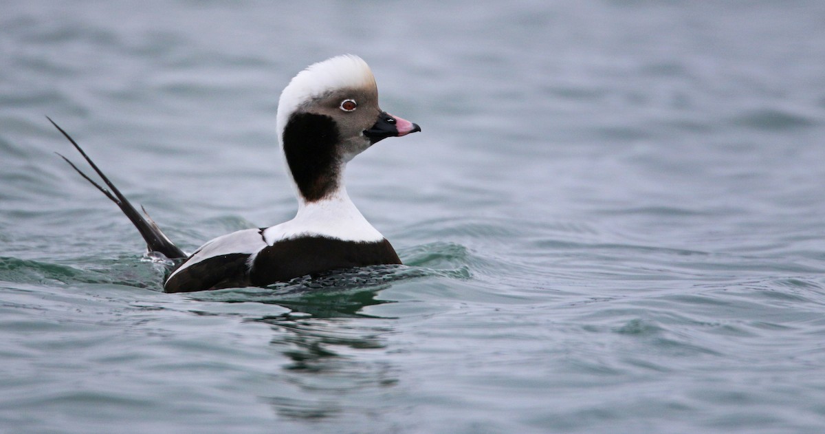 Long-tailed Duck - ML26860151