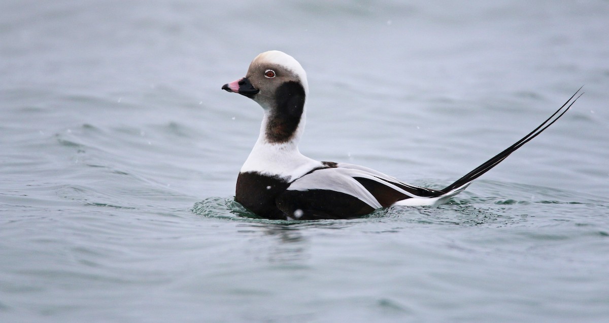 Long-tailed Duck - ML26860171