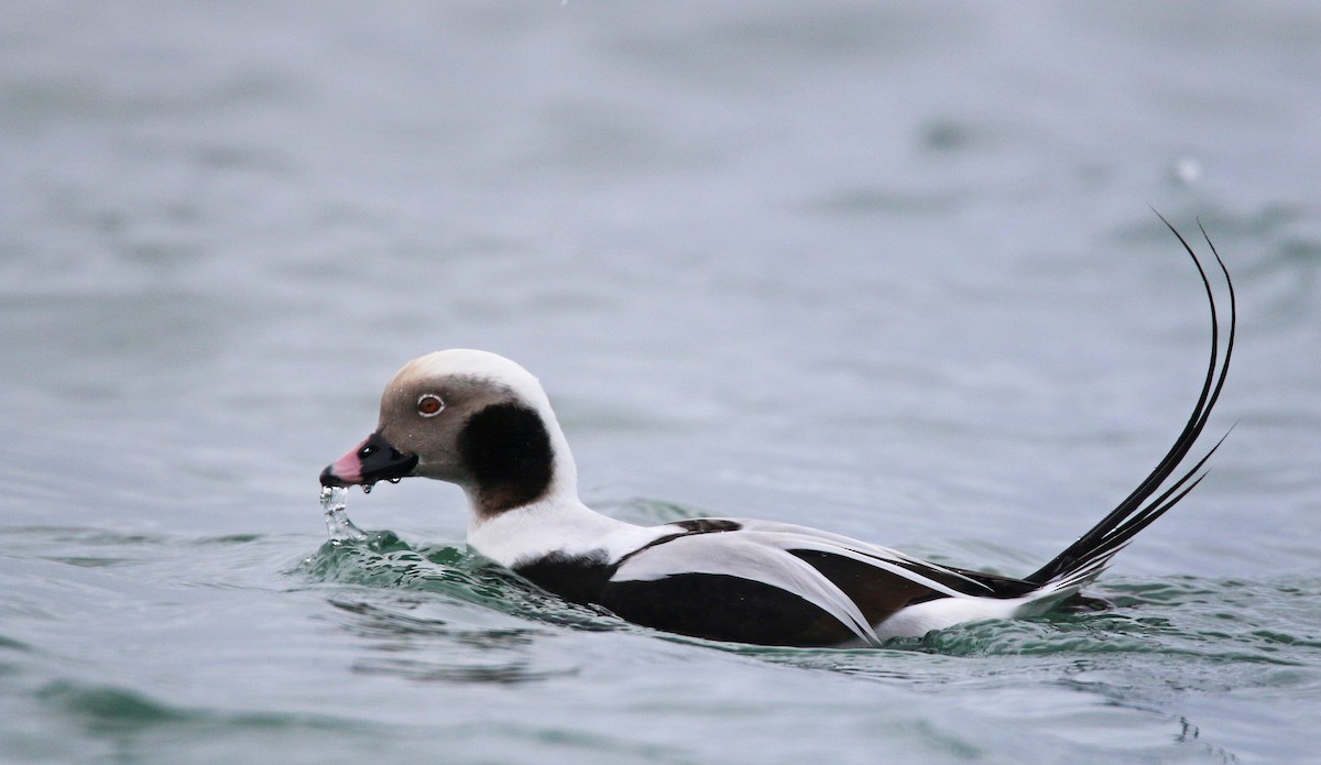 Long-tailed Duck - ML26860181