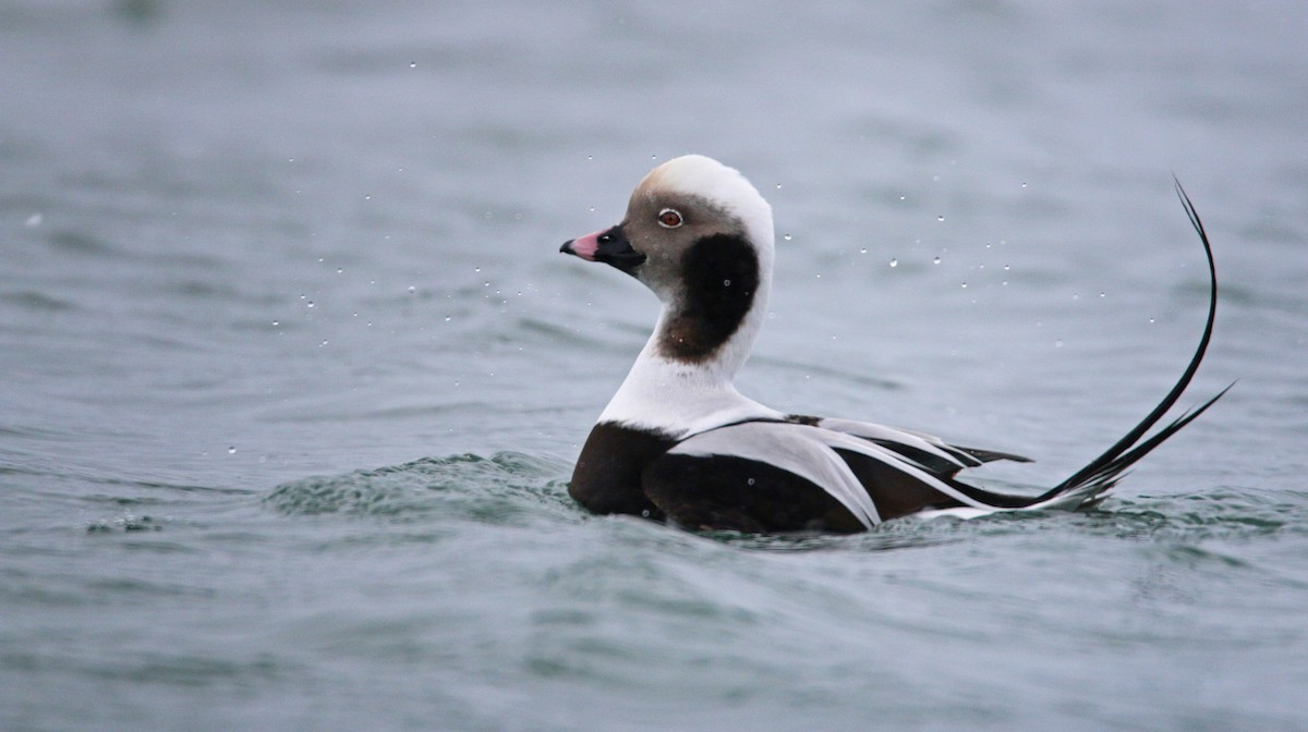 Long-tailed Duck - ML26860191