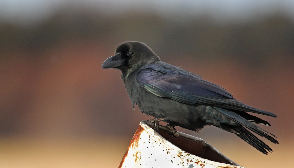 Large-billed Crow - ML26860341