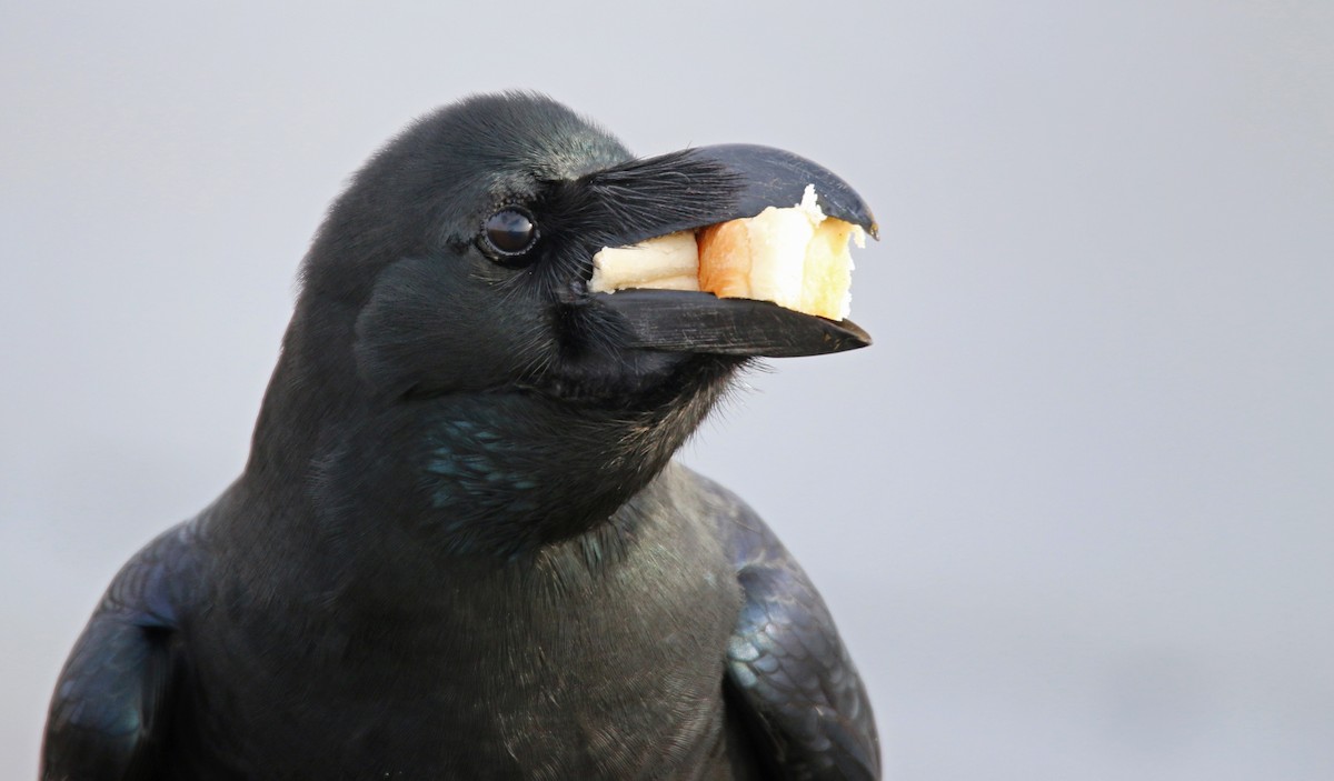 Large-billed Crow - ML26860391
