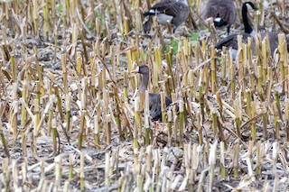 Greater White-fronted Goose, ML268605121