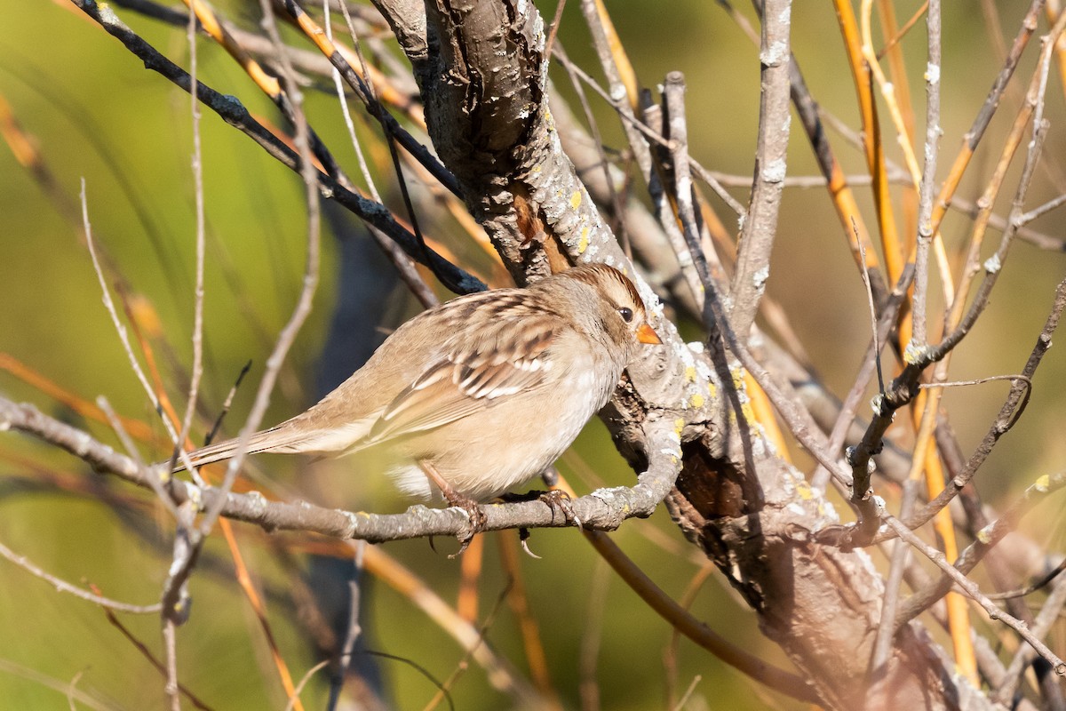 White-crowned Sparrow - Tim Emmerzaal