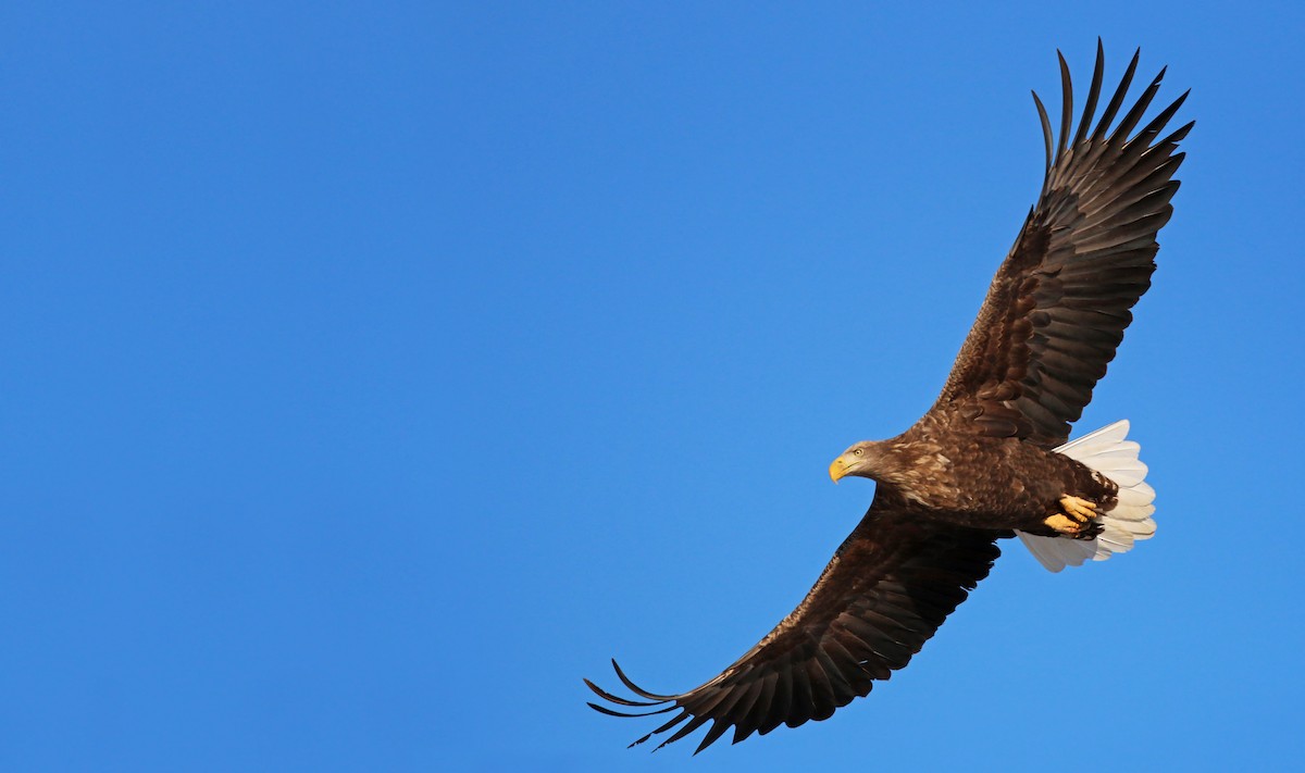 White-tailed Eagle - Ian Davies