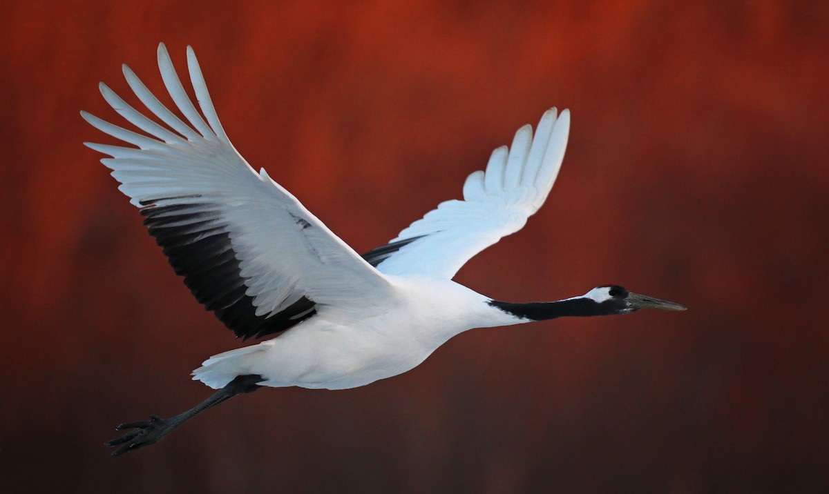 Red-crowned Crane - ML26861441