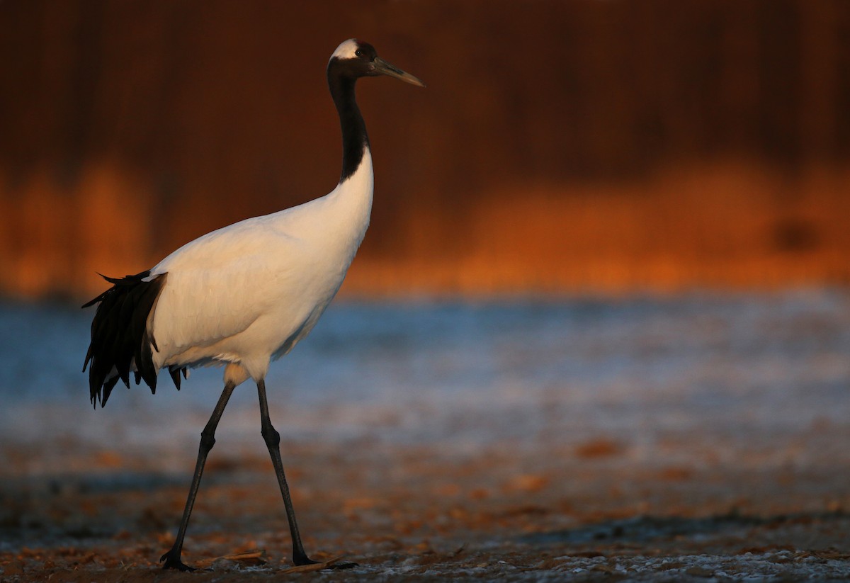 Red-crowned Crane - ML26861451
