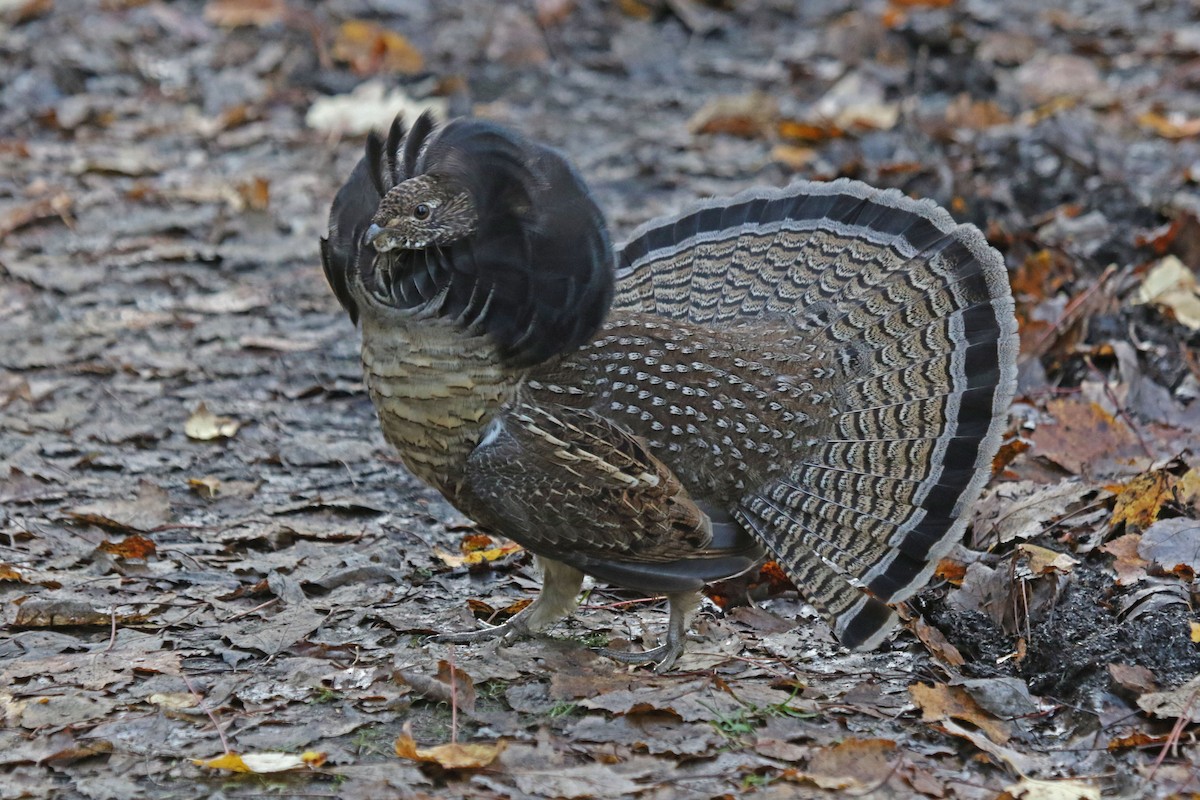 Ruffed Grouse - Joan and/or George Sims