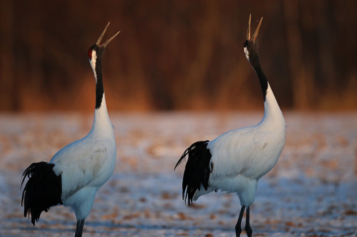 Red-crowned Crane - ML26861471