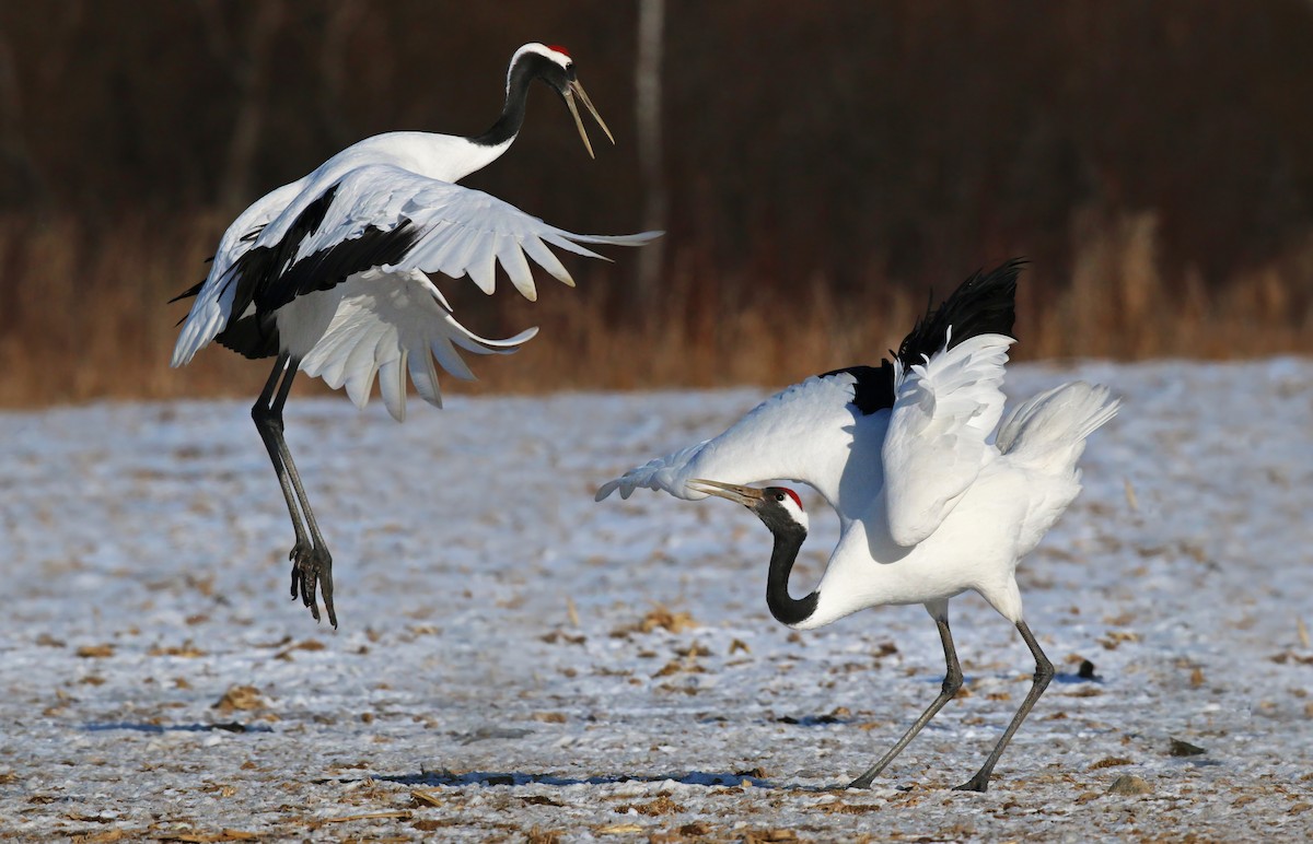 Red-crowned Crane - ML26861581