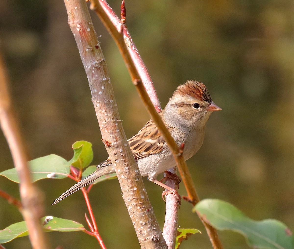 Chipping Sparrow - ML268622941