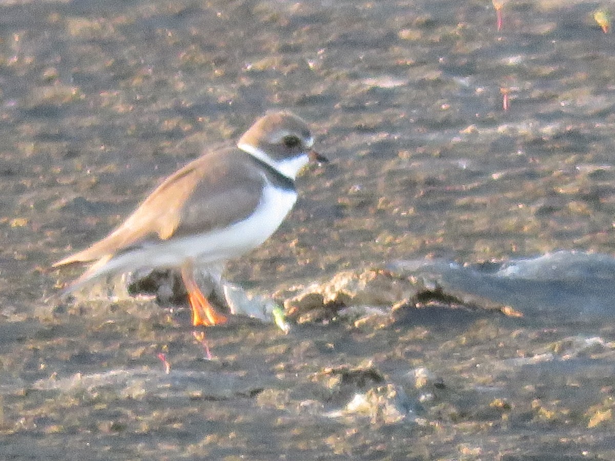 Semipalmated Plover - ML26862401