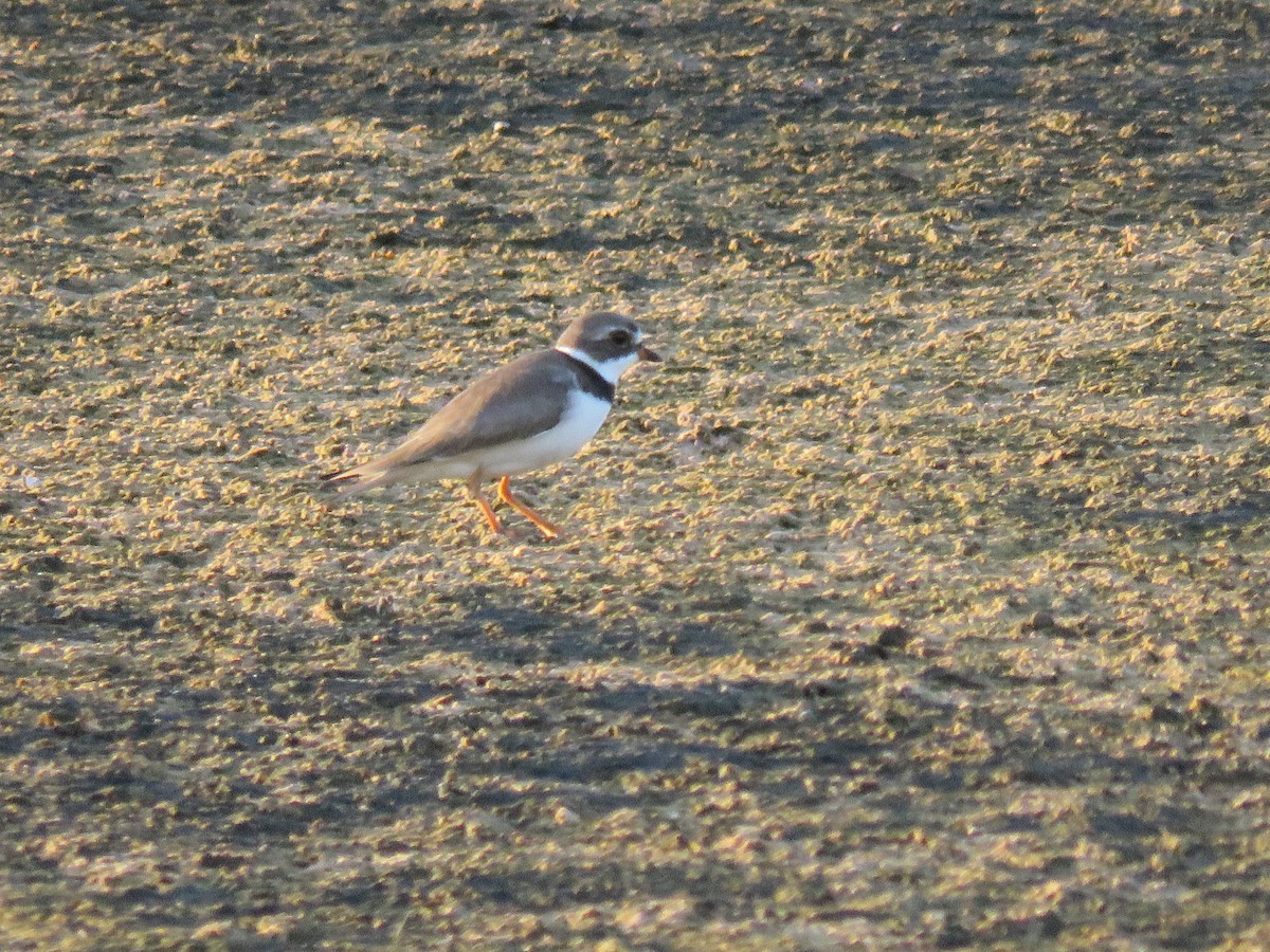 Semipalmated Plover - ML26862411