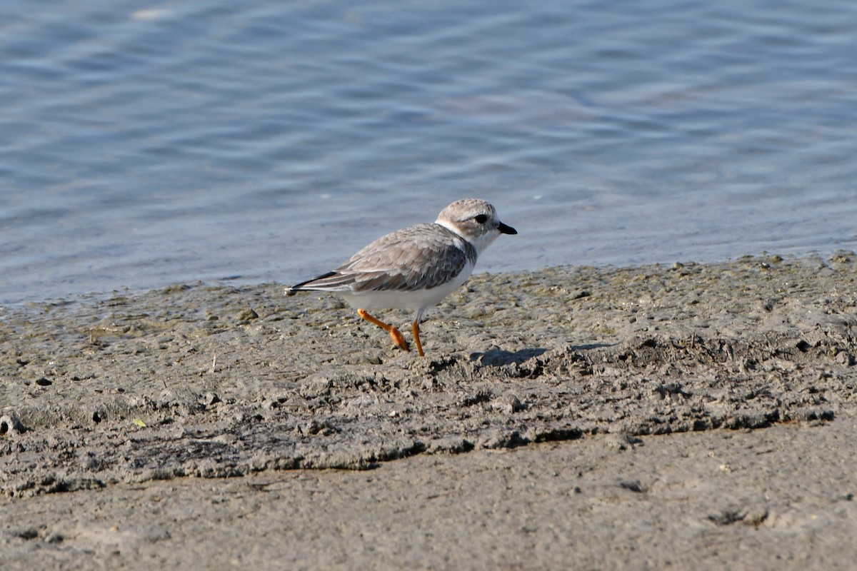 Piping Plover - ML268628951