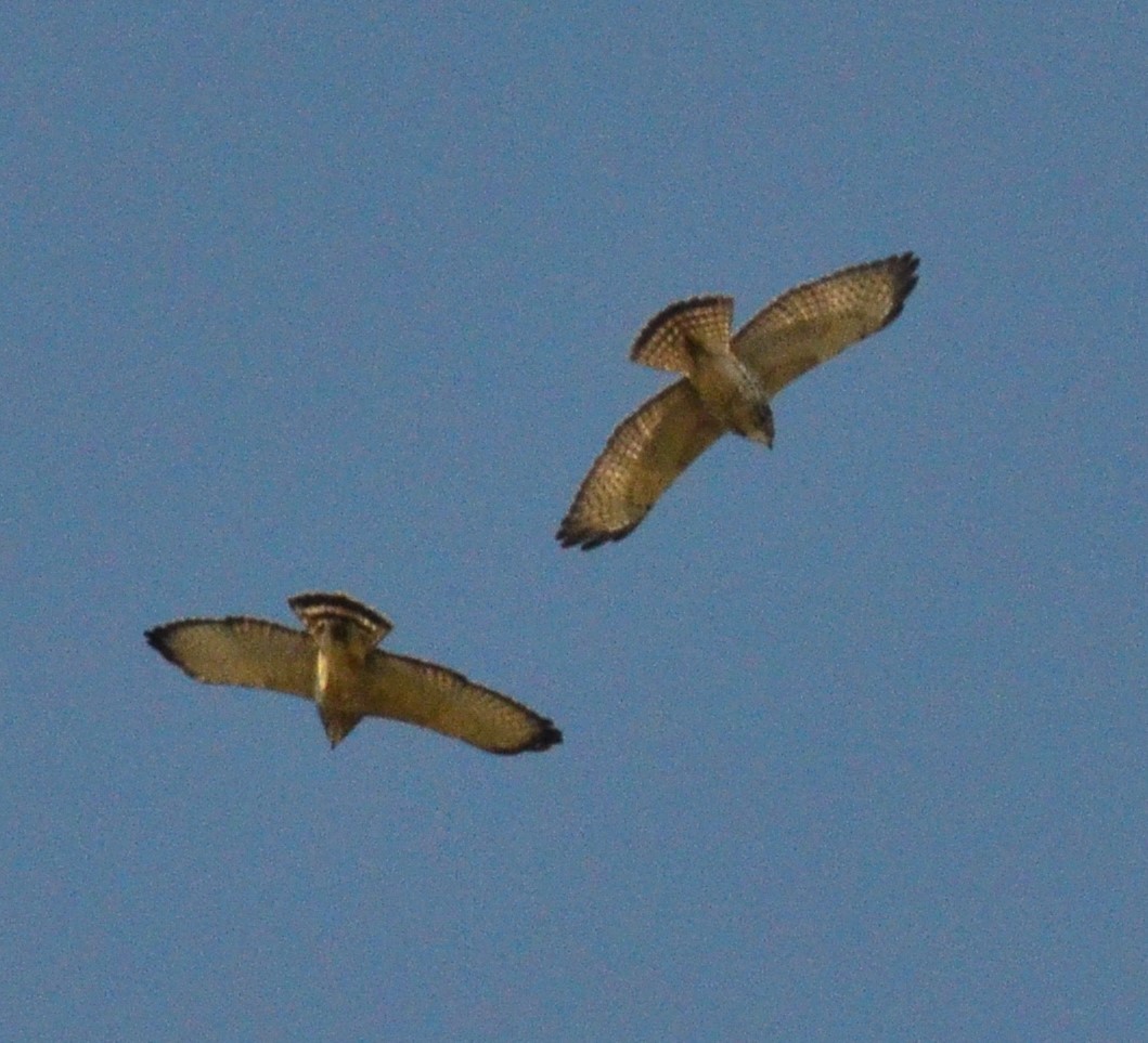 Broad-winged Hawk - Debra Babin