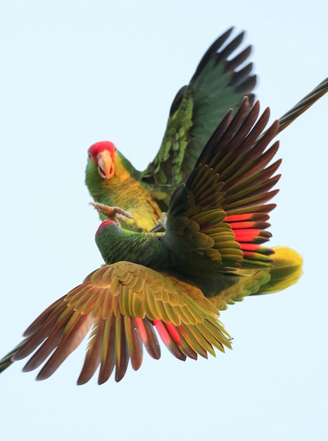 Red-crowned Parrot undergoing Definitive Prebasic Molt (lower bird).&nbsp; - Red-crowned Parrot - 