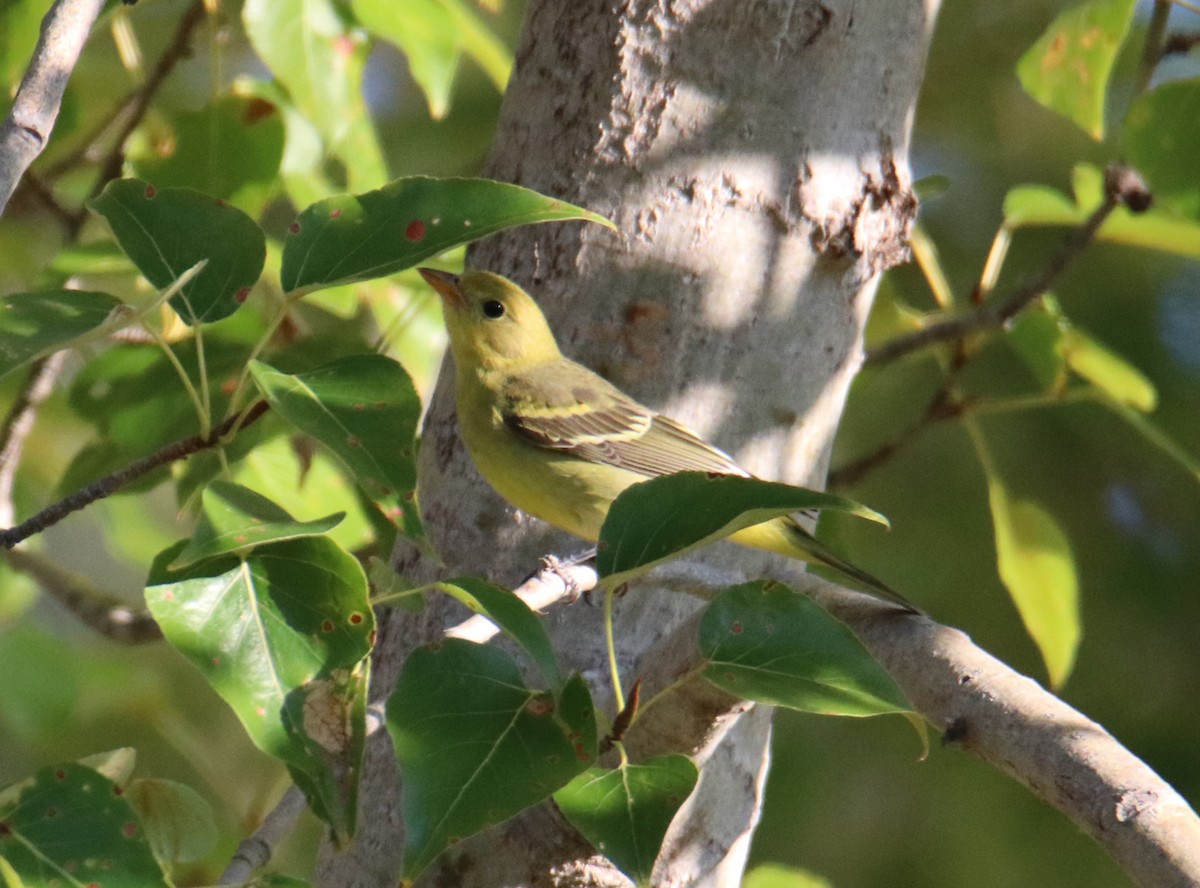 Western Tanager - ML268641131