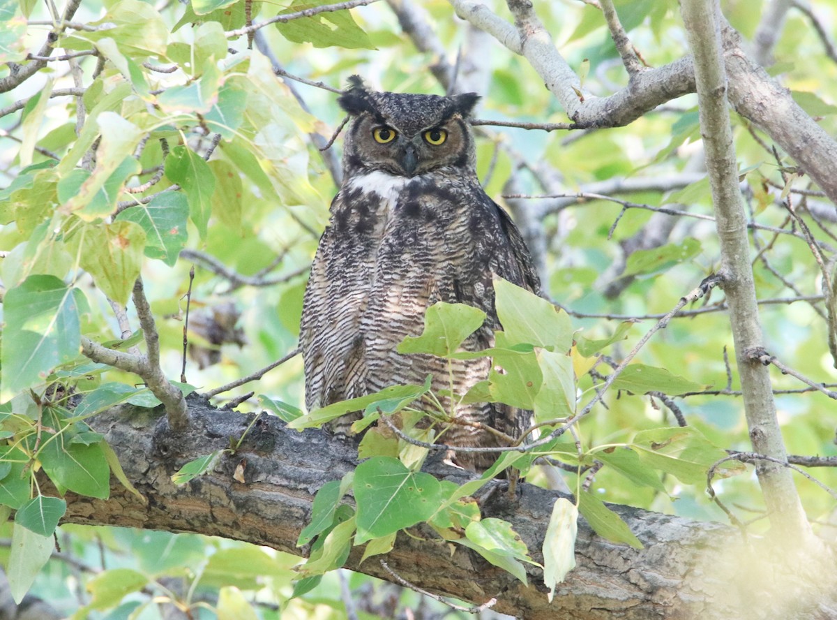 Great Horned Owl - ML268641881
