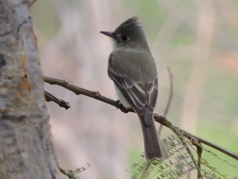 Greater Pewee - ML268643831